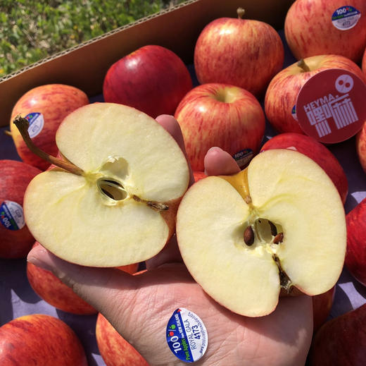预售：石家庄优选仓库速达，新西兰加力果，脆甜多汁小苹果，皮薄肉厚，酥脆无渣，爽脆可口，10枚散装 商品图4