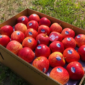 石家庄优选仓库速达，新西兰加力果，脆甜多汁小苹果，皮薄肉厚，酥脆无渣，爽脆可口，10枚散装