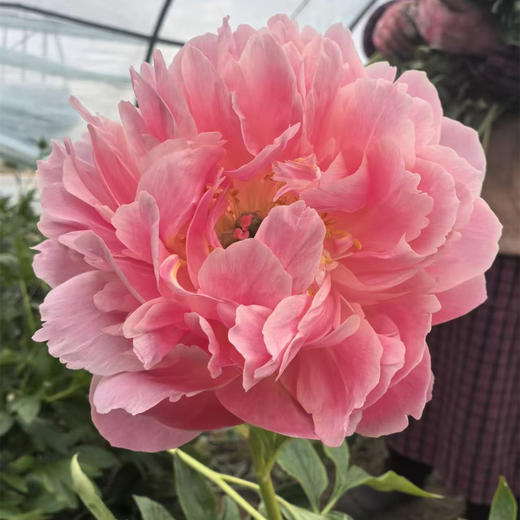 进口品种芍药花 | 夏威夷珊瑚(粉)⭐️顺丰特快 商品图0