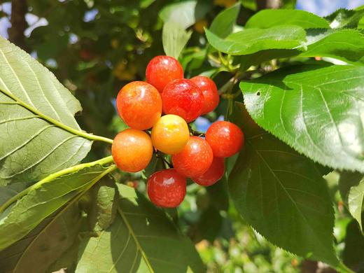 零农残深山老品种小樱桃｜当天摘当天发｜按订单顺序发货｜永仁顺丰 商品图8