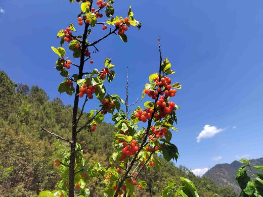 零农残深山老品种小樱桃｜当天摘当天发｜按订单顺序发货｜永仁顺丰 商品图0