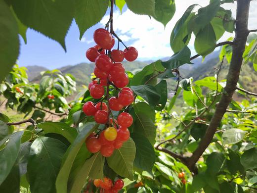 零农残深山老品种小樱桃｜当天摘当天发｜按订单顺序发货｜永仁顺丰 商品图6