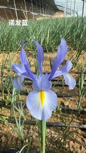【国产】鸢尾-诺发蓝 约 10 枝/扎