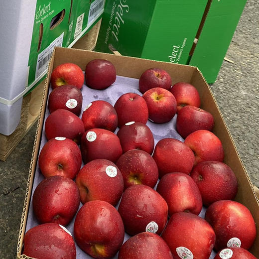 预售：石家庄优选仓库速达，新西兰加力果，脆甜多汁小苹果，皮薄肉厚，酥脆无渣，爽脆可口，10枚散装 商品图8