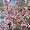 精品花材国产粉/白色樱花一扎 商品缩略图0