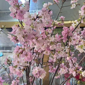 精品花材国产粉/白色樱花一扎