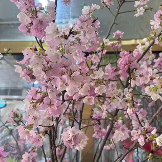 精品花材国产粉/白色樱花一扎 商品图0