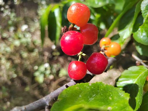 零农残深山老品种小樱桃｜当天摘当天发｜按订单顺序发货｜永仁顺丰 商品图5