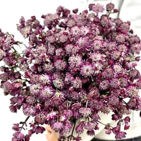 配花 | 国产大星芹星耀红