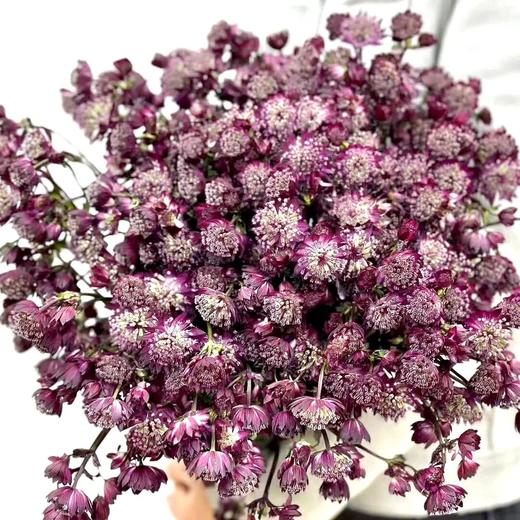 配花 | 国产大星芹星耀红 商品图0