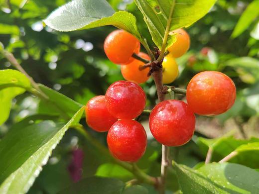 零农残深山老品种小樱桃｜当天摘当天发｜按订单顺序发货｜永仁顺丰 商品图1