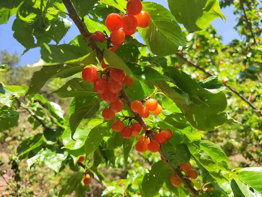 零农残深山老品种小樱桃｜当天摘当天发｜按订单顺序发货｜永仁顺丰 商品图4