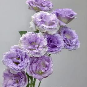 洋桔梗 | 波浪烟灰