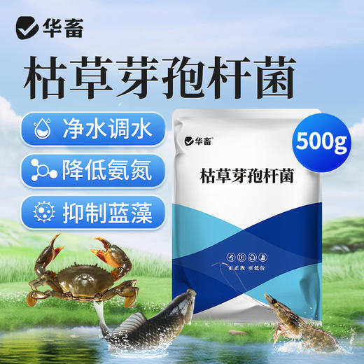 华畜枯草芽孢杆菌菌种水产养殖专用菌原种菌粉虾蟹塘活菌em益生菌 商品图0
