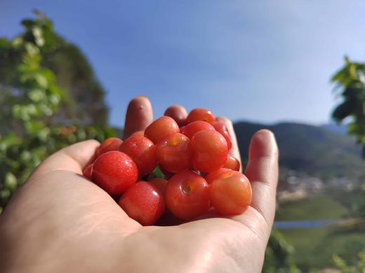 零农残深山老品种小樱桃｜当天摘当天发｜按订单顺序发货｜永仁顺丰 商品图13