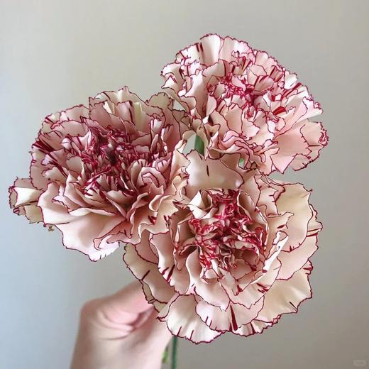 单头康乃馨 | 玛雅公主 商品图0