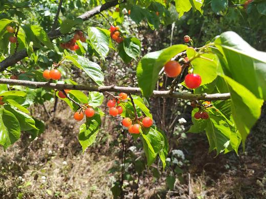 零农残深山老品种小樱桃｜当天摘当天发｜按订单顺序发货｜永仁顺丰 商品图11