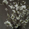 精品花材国产粉/白色樱花一扎 商品缩略图3