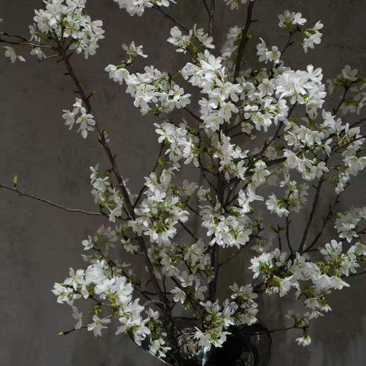 精品花材国产粉/白色樱花一扎 商品图3