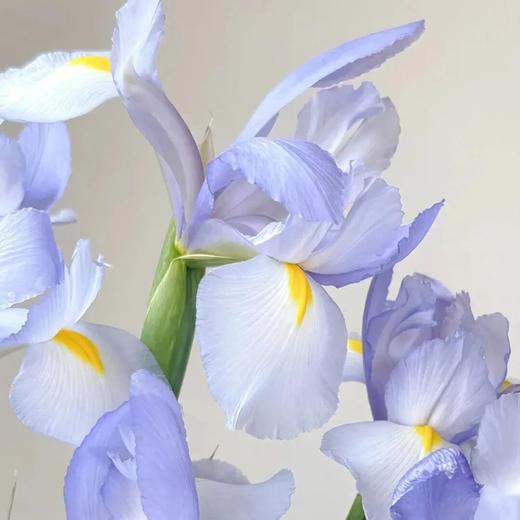 配花 | 鸢尾淡蓝 商品图0