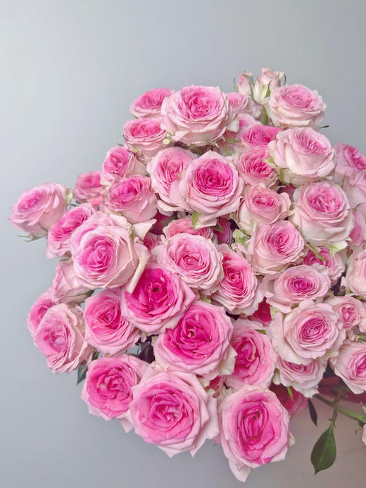 A级花涧小樱多头玫瑰7扎 商品图0