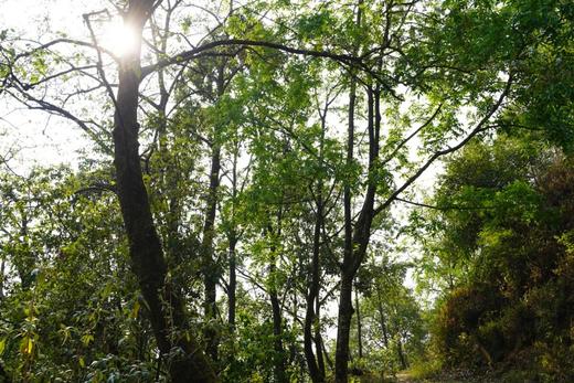 4月13日中午12点【雪山细叶】2026年春茶预售雪域秘境珍茗，一叶藏尽千年灵秀以“细叶藏韵、香高水柔、稀缺难寻”的特质 在高端茶界独树一帜 商品图5
