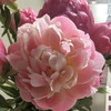 进口品种芍药花 | 夏威夷珊瑚(粉)⭐️顺丰特快 商品缩略图4