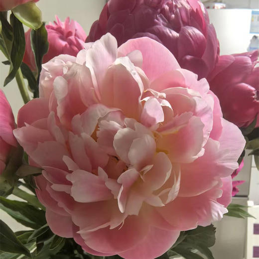进口品种芍药花 | 夏威夷珊瑚(粉)⭐️顺丰特快 商品图4