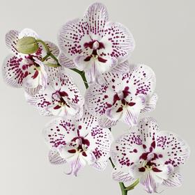 蝴蝶兰 | 萤火虫（可能有轻微瑕疵不售后，介意慎拍）