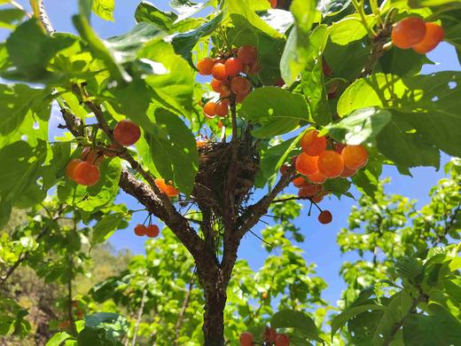 零农残深山老品种小樱桃｜当天摘当天发｜按订单顺序发货｜永仁顺丰 商品图3