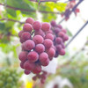 妮娜皇后 带有高级红酒 玫瑰香 果肉厚实多汁 甜度高达23-27度 商品缩略图4