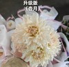配花 | 大丽花杏月升级版【季节因素有色差】 商品缩略图1