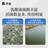 华畜浓缩乳酸菌水产养殖专用菌种鱼塘虾蟹塘鱼缸水族净水调节肠道 商品缩略图3