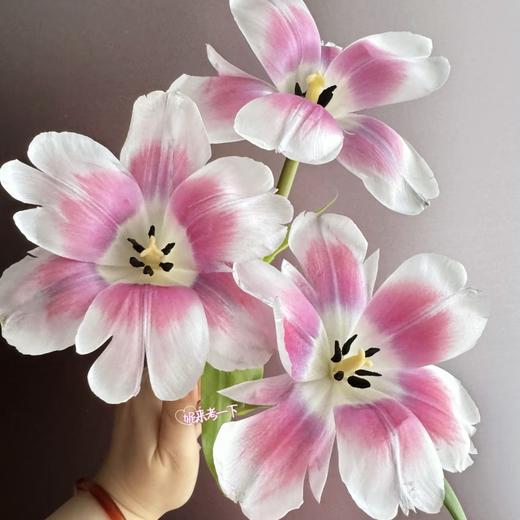 国产郁金香 | 粉色海岸 商品图0