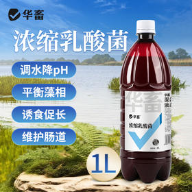 华畜浓缩乳酸菌水产养殖专用菌种鱼塘虾蟹塘鱼缸水族净水调节肠道