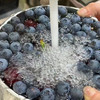脆甜花香蓝莓 商品缩略图12