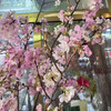 精品花材国产粉/白色樱花一扎 商品缩略图1