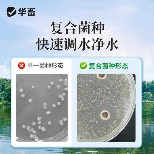 华畜枯草芽孢杆菌菌种水产养殖专用菌原种菌粉虾蟹塘活菌em益生菌 商品图2