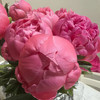 进口品种芍药花 | 夏威夷珊瑚(粉)⭐️顺丰特快 商品缩略图3