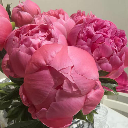 进口品种芍药花 | 夏威夷珊瑚(粉)⭐️顺丰特快 商品图3