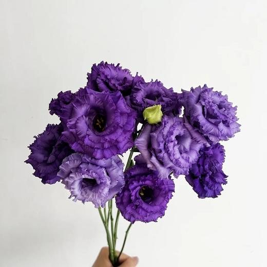 洋桔梗 | 波浪紫 商品图0