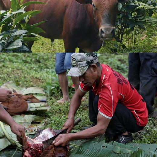 【高峰小黄牛】来自云南临沧大山，每天在海拔2000米的高山上“暴走”20公里，喝山泉水、吃中草药，肉质紧实得像健身教练，高蛋白、低脂肪，铁含量比普通黄牛高出一大截。 拒绝注水肉，拒绝冷冻僵肉。 商品图6