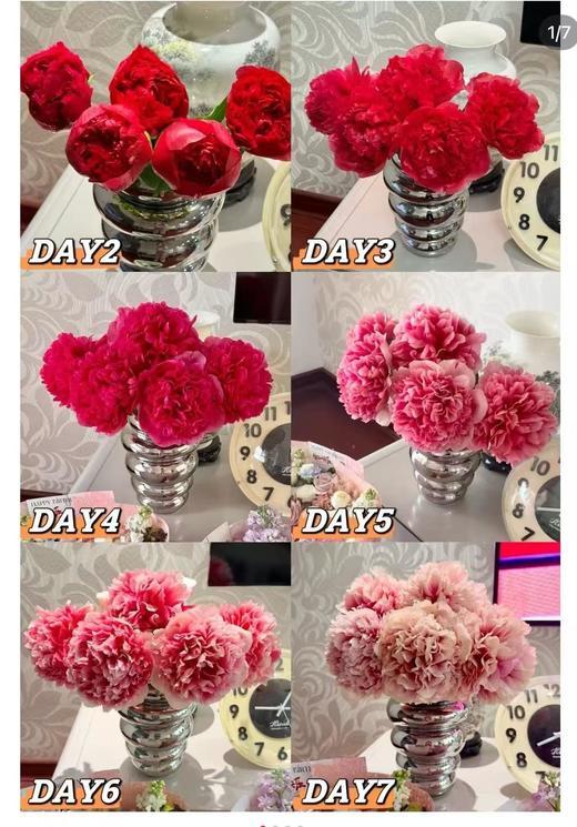 进口品种御前表演芍药花热卖 商品图7