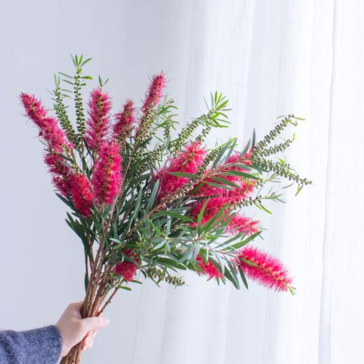 配花 | 红千层 商品图0