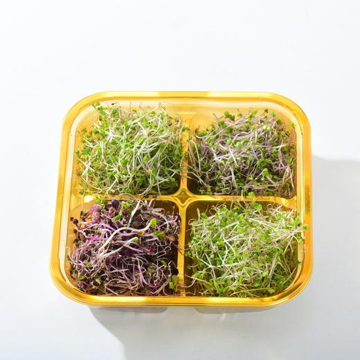 宝力芽组合（羽衣甘蓝芽苗/紫甘蓝芽苗/西兰花芽苗）○ 带言 商品图0