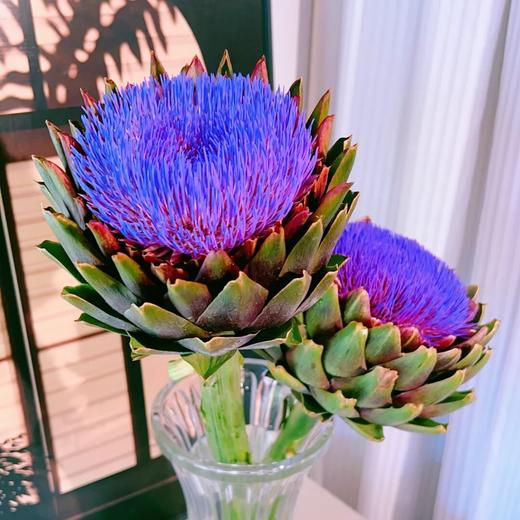 配花 | 朝鲜蓟 商品图0