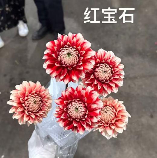 配花 | 大丽花红宝石 商品图1