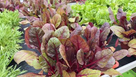 彩虹菜(500g) 商品图1