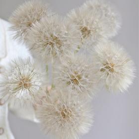 配花 | 蒲公英
