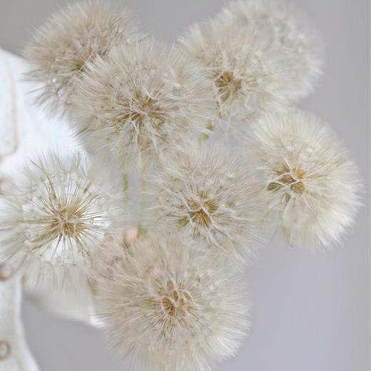 配花 | 蒲公英 商品图0